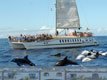 Combo SuperCat Delfinen Walen Markt Puerto Mogan